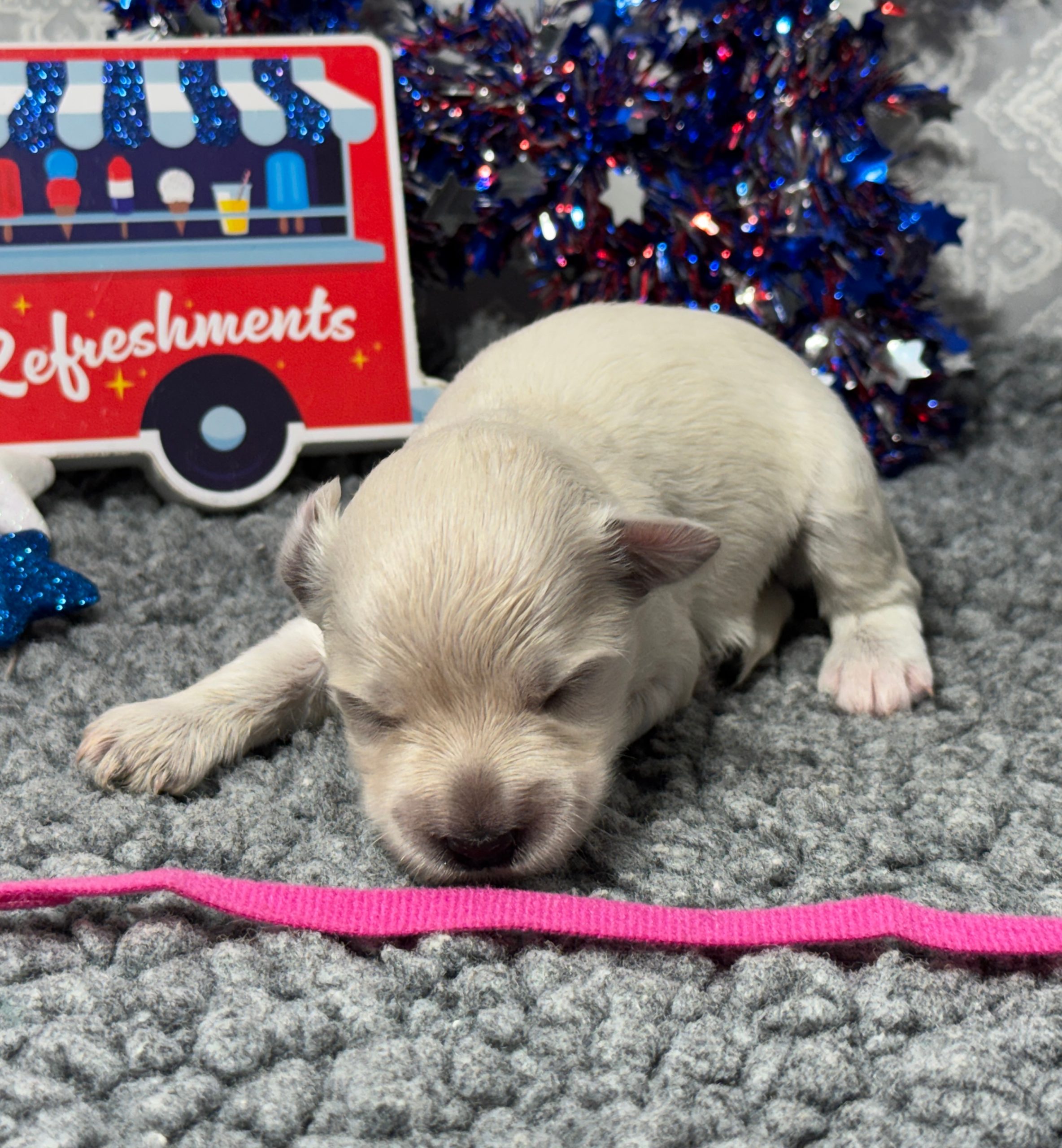 puppies from foley dachshunds available for sale