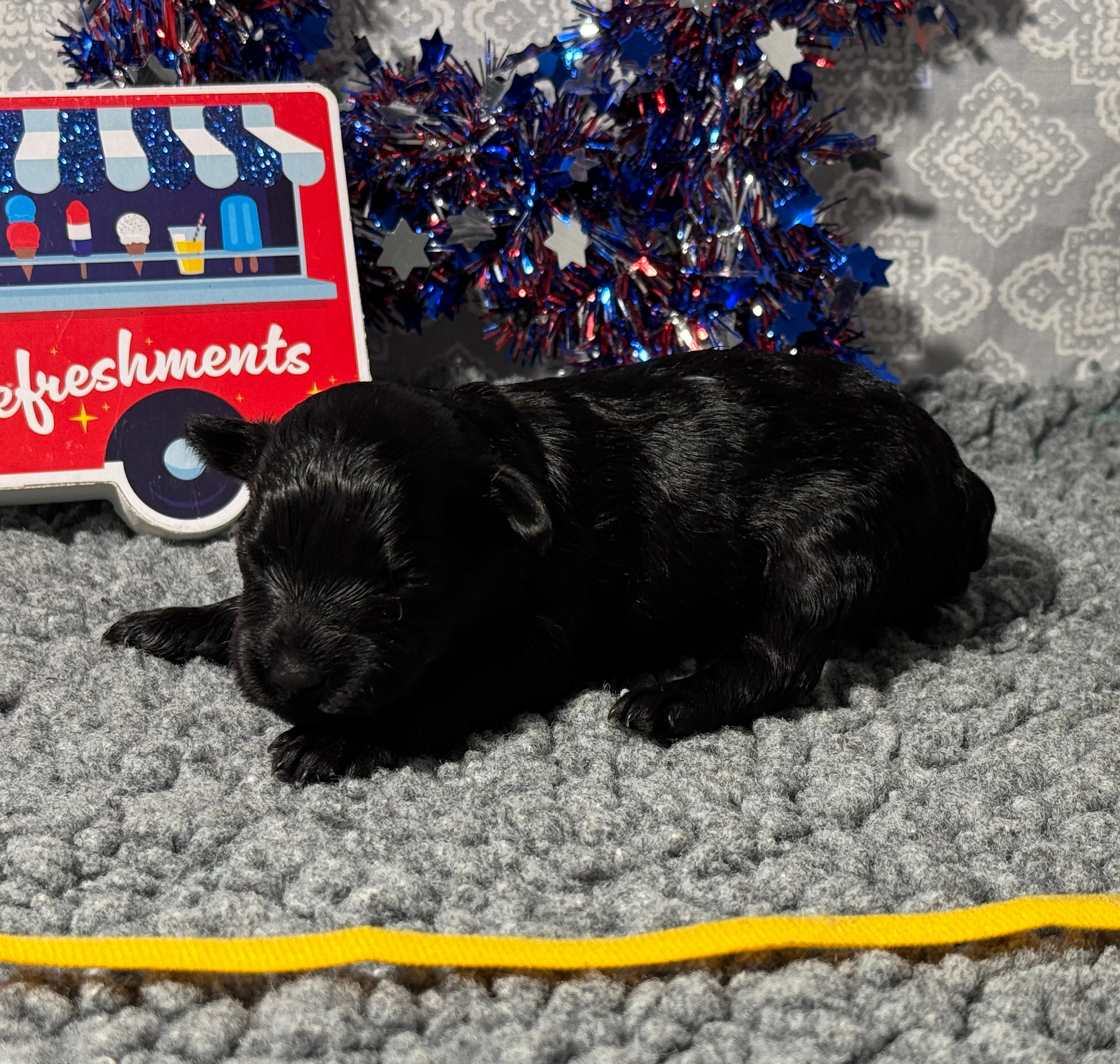 puppies from foley dachshunds available for sale