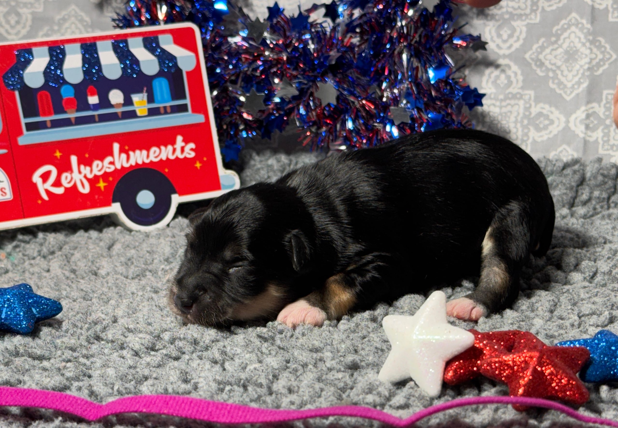puppies from foley dachshunds available for sale