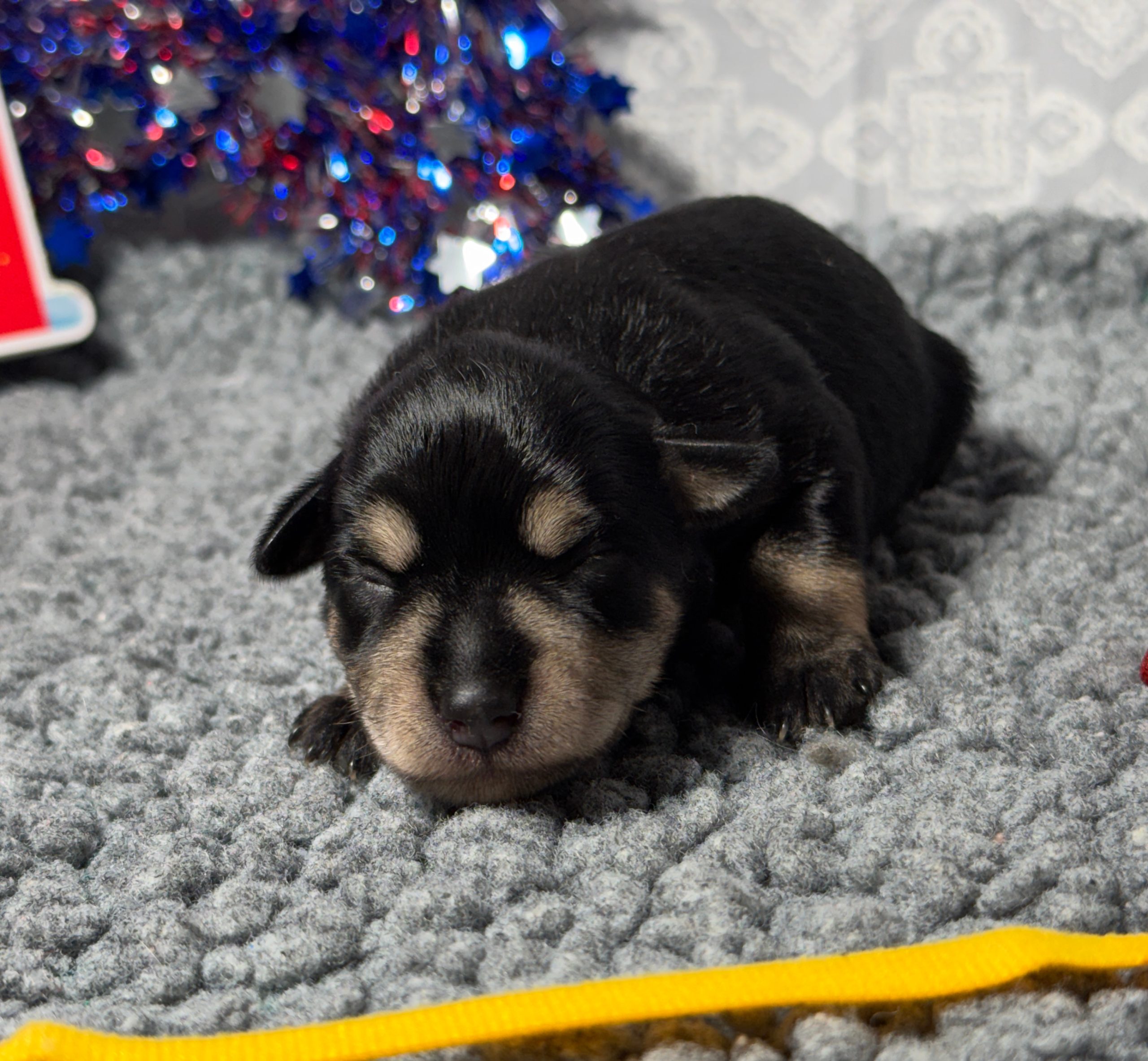 puppies from foley dachshunds available for sale