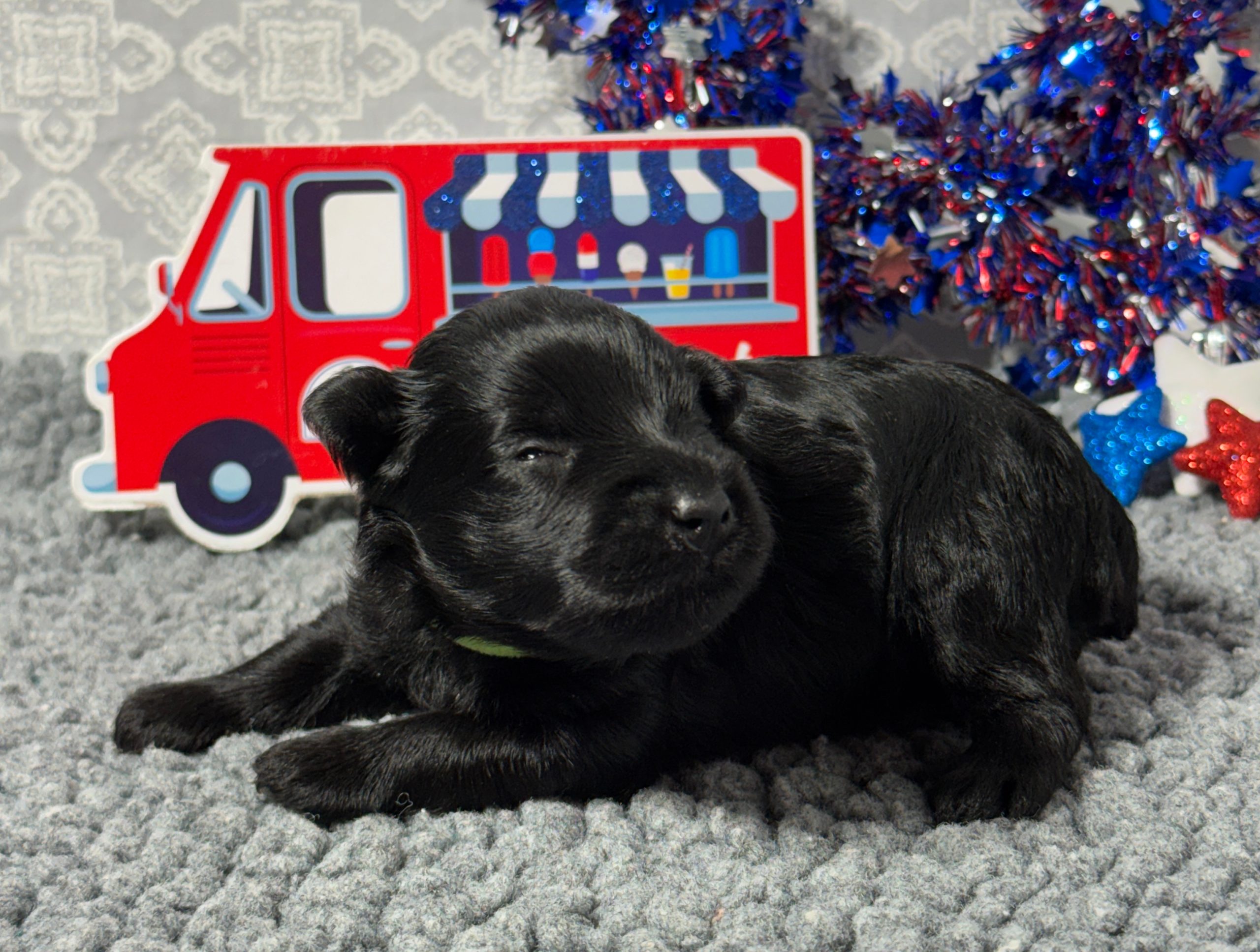 puppies from foley dachshunds available for sale