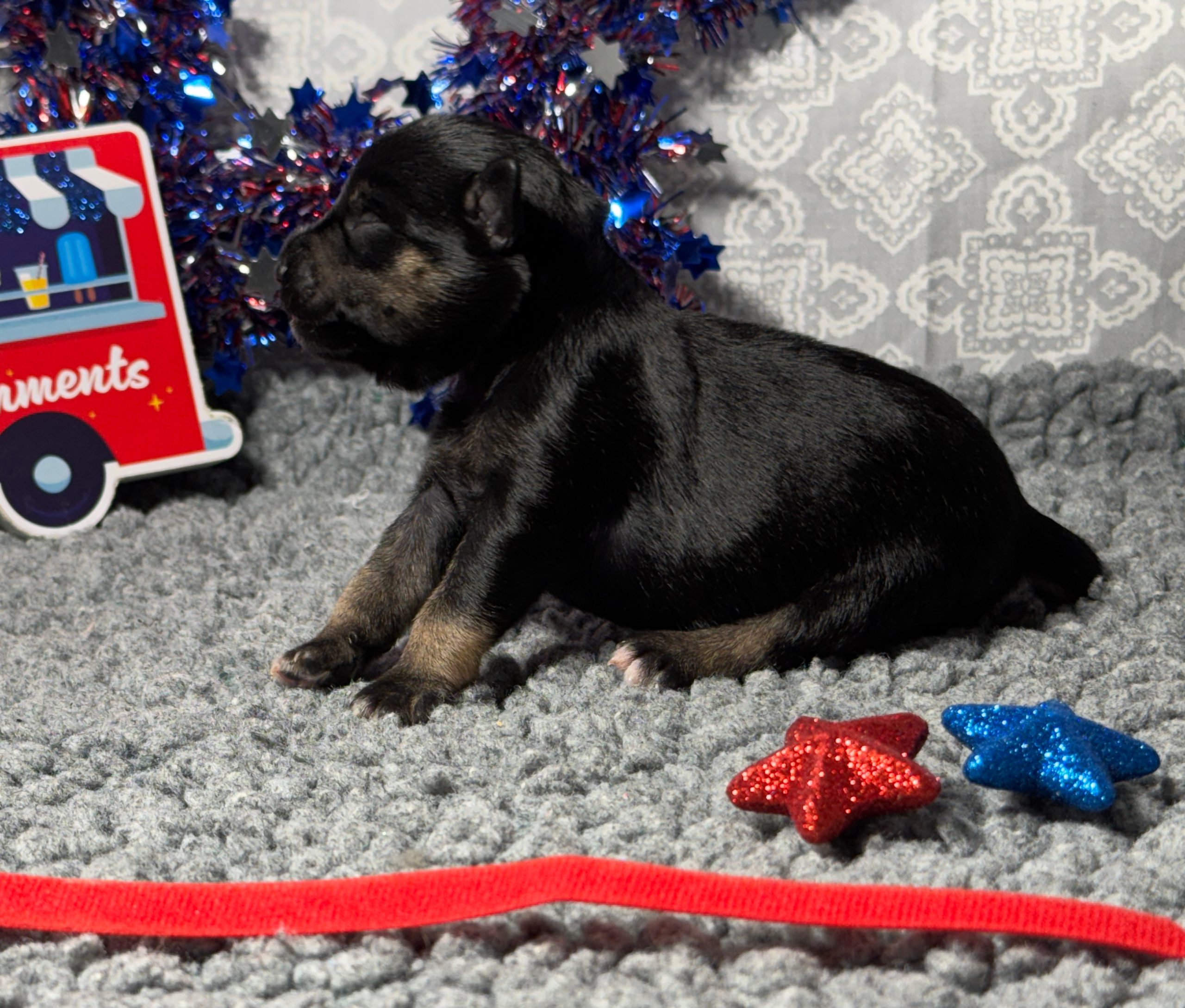 puppies from foley dachshunds available for sale