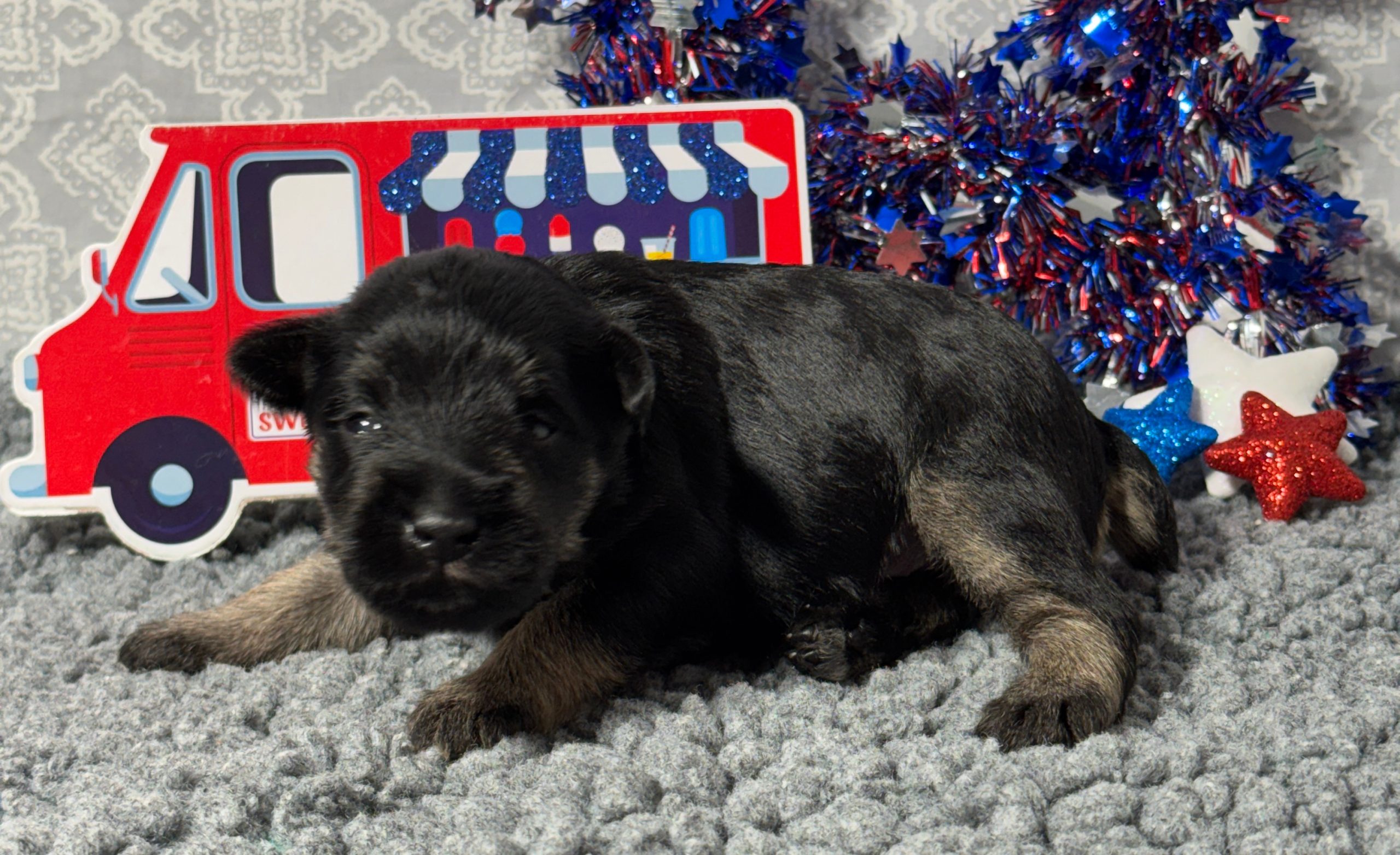 puppies from foley dachshunds available for sale